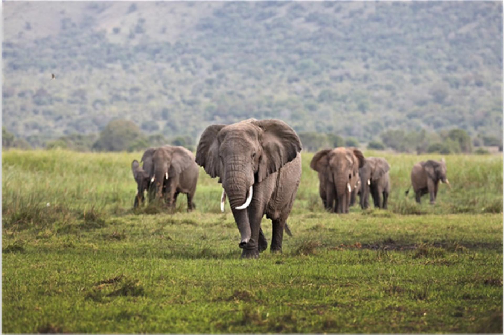 Elephants walking across green grassland