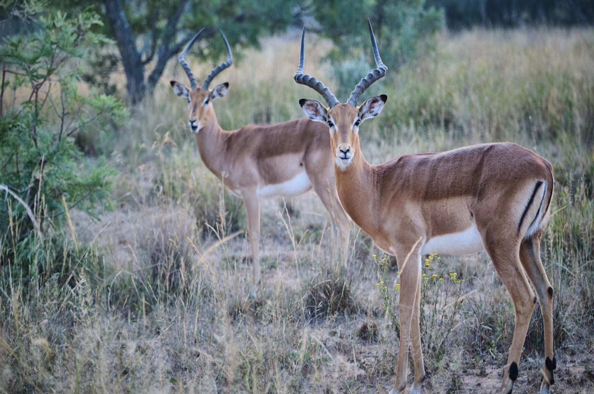 Two impala in golden grass